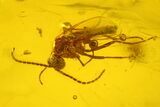 Several Detailed Fossil Flies (Diptera) In Baltic Amber #207549-1